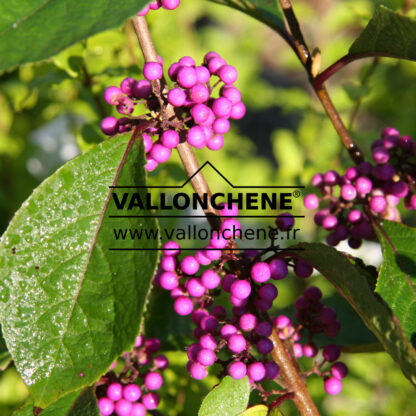 CALLICARPA bodinieri 'Profusion' en Octobre