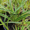 CAREX trifida ‚Rekohu Sunrise‘ en Juin
