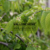 CARPINUS betulus ‚Pendula‘ en Mai