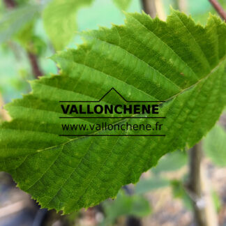 CARPINUS betulus 'Rockhampton Red' (R)