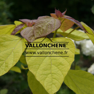 CATALPA bignonioides 'Aurea'