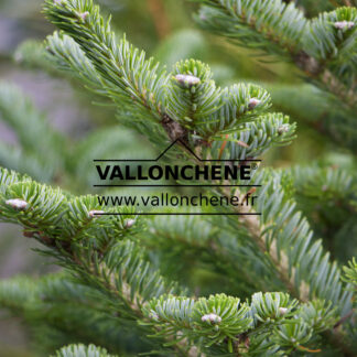 ABIES koreana 'Discus'