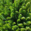 ABIES alba ‘Fastigiata’ en Août