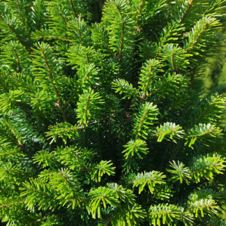 ABIES alba 'Fastigiata'