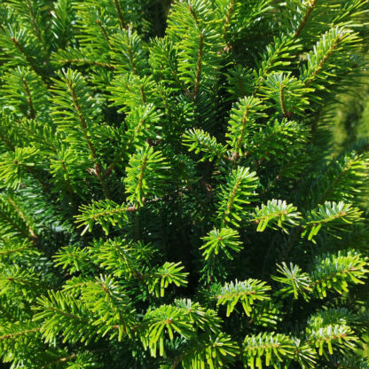 ABIES alba ‘Fastigiata’ en Août