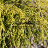 CHAMAECYPARIS pisifera 'Filifera Aurea' en Septembre