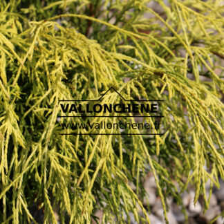CHAMAECYPARIS pisifera 'Filifera Aurea'