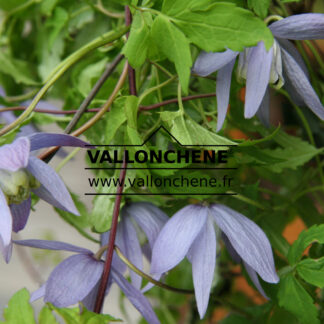 CLEMATIS alpina