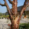 Écorce cuivrée de l'ACER griseum Écorce cuivrée de l'ACER griseum