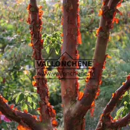Ecorce de l'ACER griseum dans le soleil Ecorce de l'ACER griseum dans le soleil
