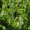 Multitude de fleurs blanches sur un DAVIDIA involucrata vilmoriniana Multitude de fleurs blanches sur un DAVIDIA involucrata vilmoriniana