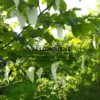 Fleurs blanches du DAVIDIA involucrata vilmoriniana Fleurs blanches du DAVIDIA involucrata vilmoriniana