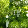 Gros plan sur fleurs du DAVIDIA involucrata vilmoriniana Gros plan sur fleurs du DAVIDIA involucrata vilmoriniana