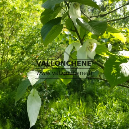 Gros plan sur fleurs du DAVIDIA involucrata vilmoriniana Gros plan sur fleurs du DAVIDIA involucrata vilmoriniana