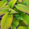Feuillage vert et jaune bordé de rouge de l'HYDRANGEA aspera 'Goldrush'