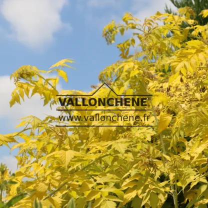 Feuillage jaune intense du RUBUS cockburnianus 'Goldenvale' (R) en été en plein soleil Feuillage jaune intense du RUBUS cockburnianus 'Goldenvale' (R) en été en plein soleil