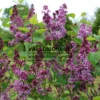 Fleurs ouvertes, mais aussi en boutons du SYRINGA vulgaris 'Sensation' Fleurs ouvertes, mais aussi en boutons du SYRINGA vulgaris 'Sensation'