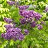 Fleurs mauves bordées de blanc du SYRINGA vulgaris 'Sensation' Fleurs mauves bordées de blanc du SYRINGA vulgaris 'Sensation'