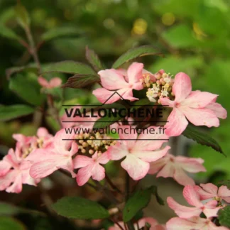 Rosa BlĂŒten von VIBURNUM plicatum 'Molly Schroeder'