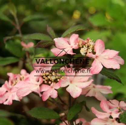 Fleurs roses du VIBURNUM plicatum 'Molly Schroeder'