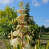 YUCCA filamentosa ‘Golden Sword’