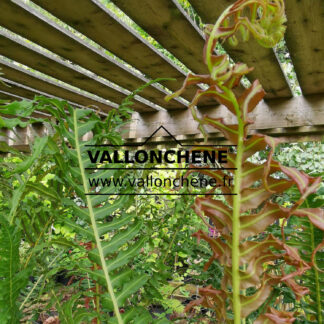 BLECHNUM brasiliense 'Volcano' - Brasilianische Zwerg-Baumfarn