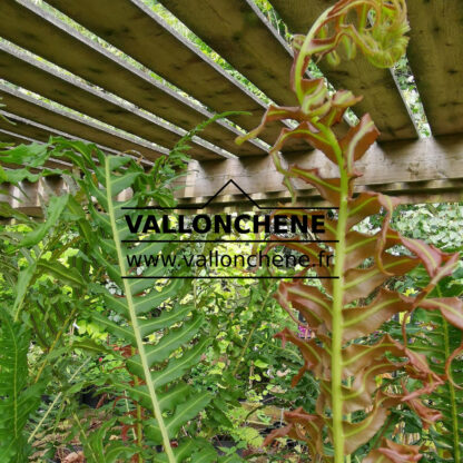 Jeune pousse de BLECHNUM brasiliense 'Volcano'