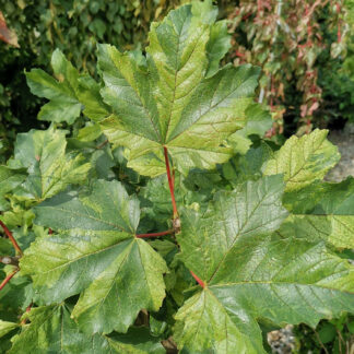 ACER pseudoplatanus 'Hermitage' (R) - Buntblättriger Berg-Ahorn