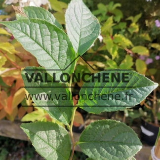 STEWARTIA rostrata (Scheinkamelie)