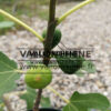 FICUS carica ‚Brown Turkey‘
