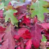 Feuillage flamboyant rouge et pourpre de l'HYDRANGEA quercifolia 'Ice Crystal' en automne