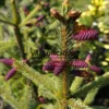 Conos morados de PICEA engelmannii ‘Blue Magoo’ en primavera