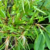 Follaje primaveral de color verde suave de FAGUS sylvatica var. heterophylla 'Mercedes'