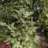 Un CHAMAECYPARIS lawsoniana 'Luna' avec ses pousses franchement blanches Un CHAMAECYPARIS lawsoniana 'Luna' avec ses pousses franchement blanches