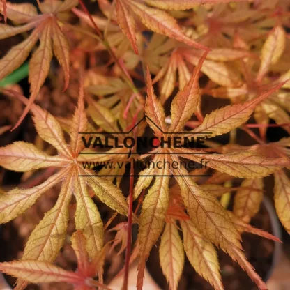 Feuillage printanier de l'ACER palmatum 'Will's Devine' Feuillage printanier de l'ACER palmatum 'Will's Devine'