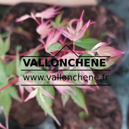 Feuillage panaché de l'ACER palmatum 'Waka Momiji Variegated' en rose, blanc et vert Feuillage panaché de l'ACER palmatum 'Waka Momiji Variegated' en rose, blanc et vert