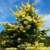 Un PICEA pungens 'Maigold' en toute sa splendeur avec ses pousses jaunes fin mai Un PICEA pungens 'Maigold' en toute sa splendeur avec ses pousses jaunes fin mai