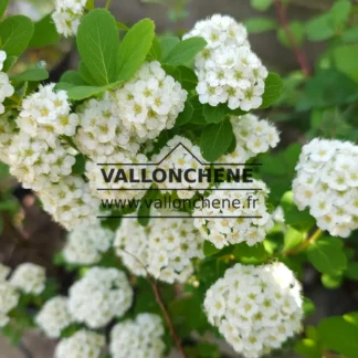 Weisse BlĂŒten und grĂŒnes Laub von SPIRAEA betulifolia âTorâ
