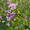 Fleurs roses et lila du SYRINGA microphylla 'Superba' Fleurs roses et lila du SYRINGA microphylla 'Superba'