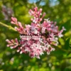 Fleurs roses du SYRINGA microphylla 'Superba' dans le soleil Fleurs roses du SYRINGA microphylla 'Superba' dans le soleil