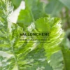 Feuillage panaché de tons verts et de blanc de l'ARMORACIA rusticana 'Variegata' au printemps Feuillage panaché de tons verts et de blanc de l'ARMORACIA rusticana 'Variegata' au printemps