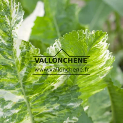 Feuillage panaché de tons verts et de blanc de l'ARMORACIA rusticana 'Variegata' au printemps Feuillage panaché de tons verts et de blanc de l'ARMORACIA rusticana 'Variegata' au printemps