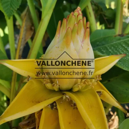 Gelbe Blüte von MUSELLA lasiocarpa die mehrere Jahre andauert Gelbe Blüte von MUSELLA lasiocarpa die mehrere Jahre andauert