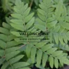Feuillage automnal de l'OSMUNDA regalis
