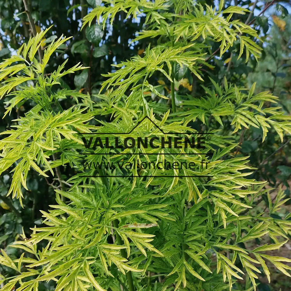 Feuillage jaune trÚs découpé du SAMBUCUS racemosa 'Golden Tower'