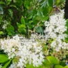 Fleurs blanches avec papillon du LIGUSTRUM japonicum 'Texanum' Fleurs blanches avec papillon du LIGUSTRUM japonicum 'Texanum'