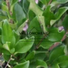 Feuillage vert et ondulé du LIGUSTRUM japonicum 'Texanum' Feuillage vert et ondulé du LIGUSTRUM japonicum 'Texanum'
