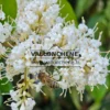 Fleurs blanches avec avec une abeille du LIGUSTRUM japonicum 'Texanum' Fleurs blanches avec avec une abeille du LIGUSTRUM japonicum 'Texanum'