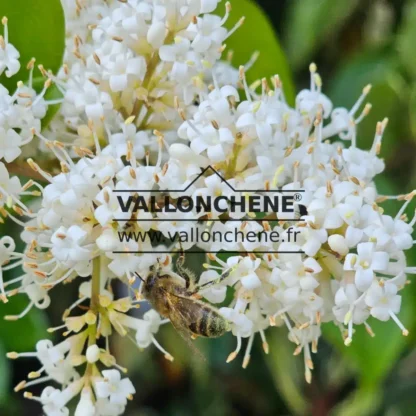 Fleurs blanches avec avec une abeille du LIGUSTRUM japonicum 'Texanum' Fleurs blanches avec avec une abeille du LIGUSTRUM japonicum 'Texanum'