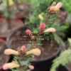 Pousses roses du PICEA aibes 'Roseospicata'